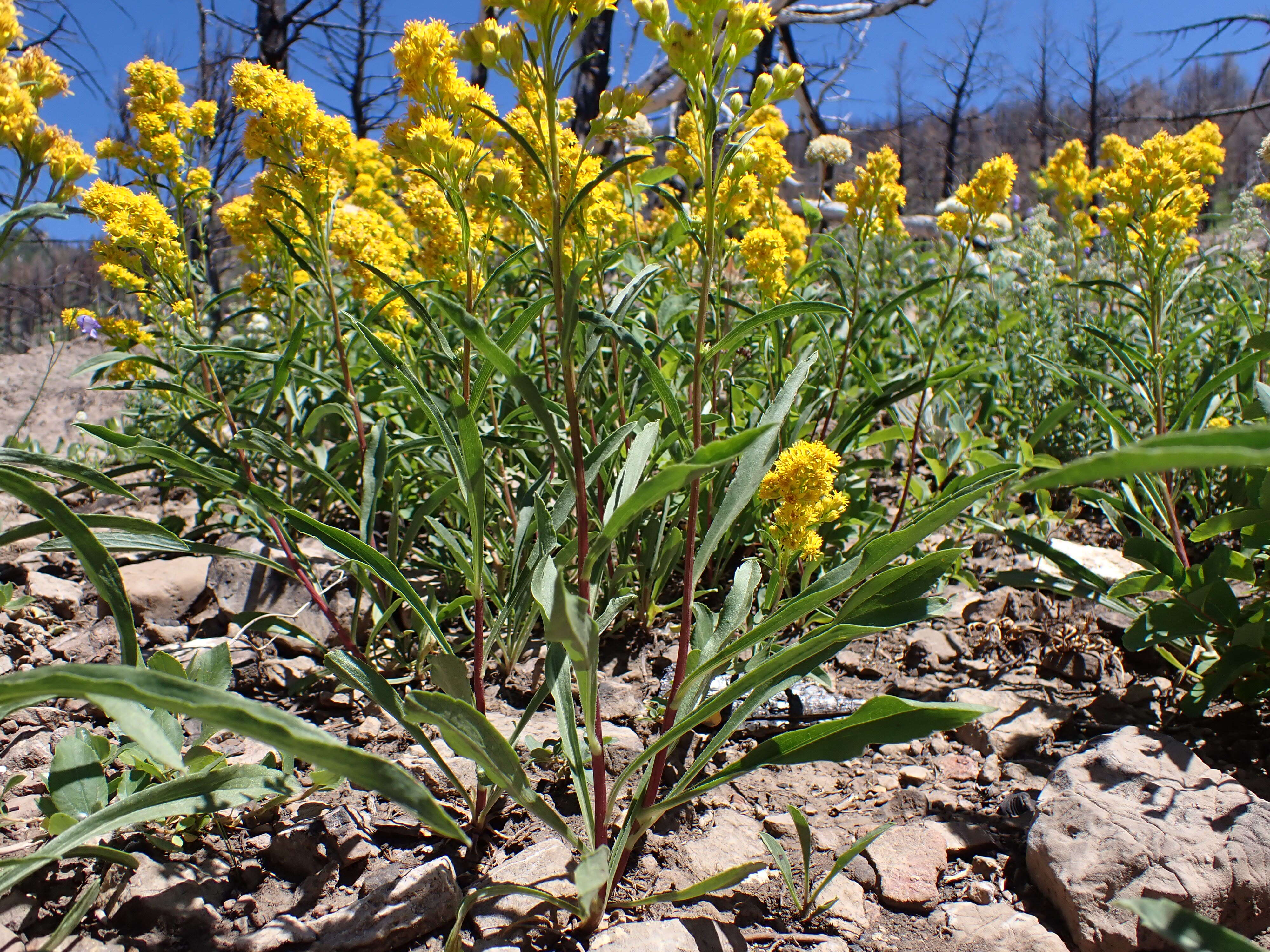 Image of Missouri goldenrod