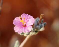 Image of Frankenia serpyllifolia Lindley