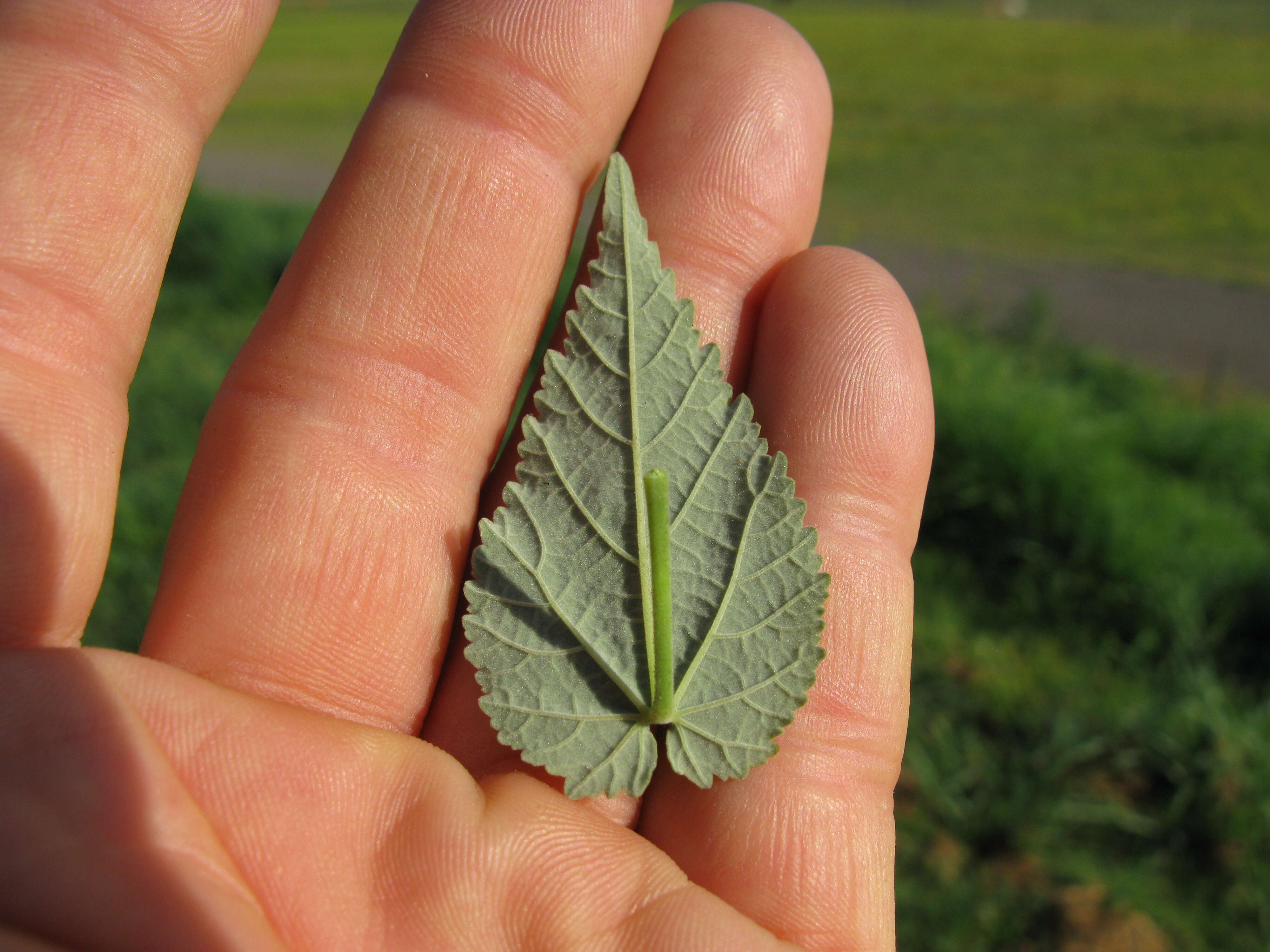 Image of Abutilon oxycarpum (F. Müll.) Benth.