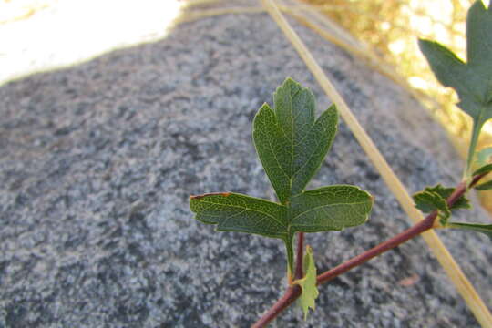 Image of Midland Hawthorn