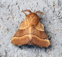 Image of lackey moth