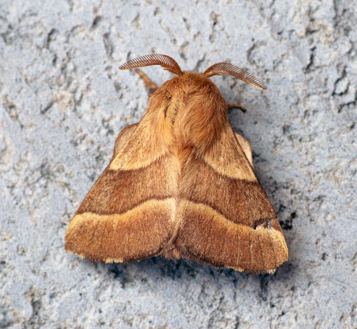 Image of lackey moth