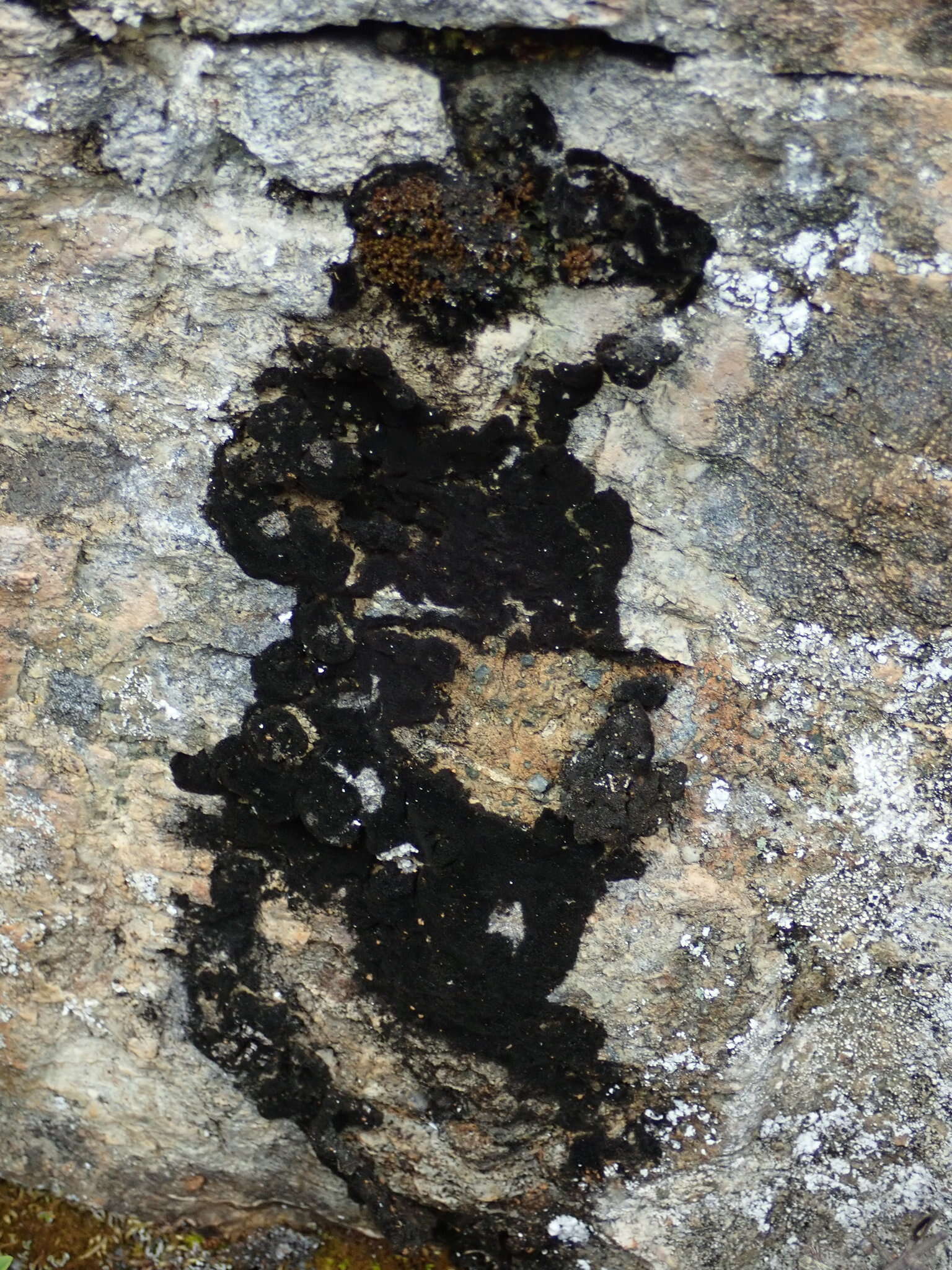 Image of Waterside rockshag lichen