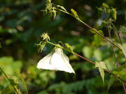 Hibiscus vitifolius L.的圖片