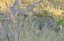 Image of Leopard