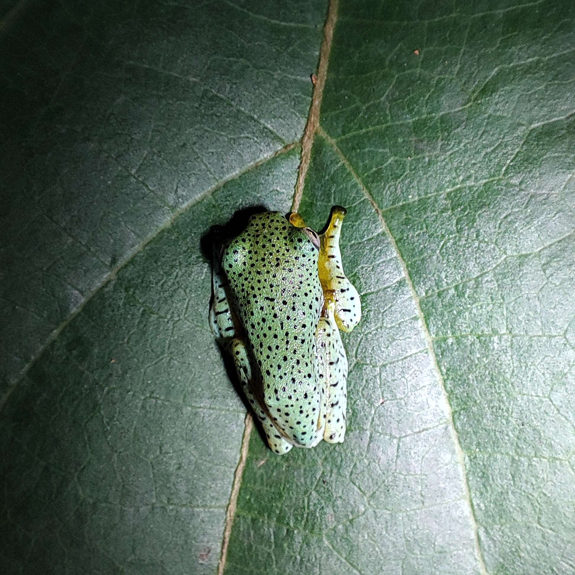 Image of Malabar Gliding Frog