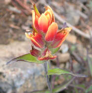 Image of Wenatchee Indian paintbrush