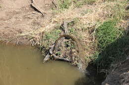 Image of Varanus niloticus