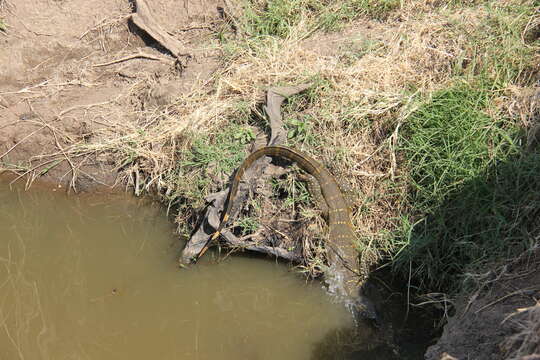 Image of Varanus niloticus