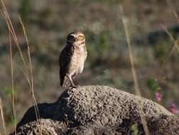 Image of Burrowing Owl