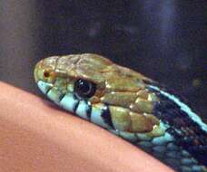 Image of San Francisco garter snake