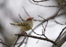 Image of goldcrests and kinglets