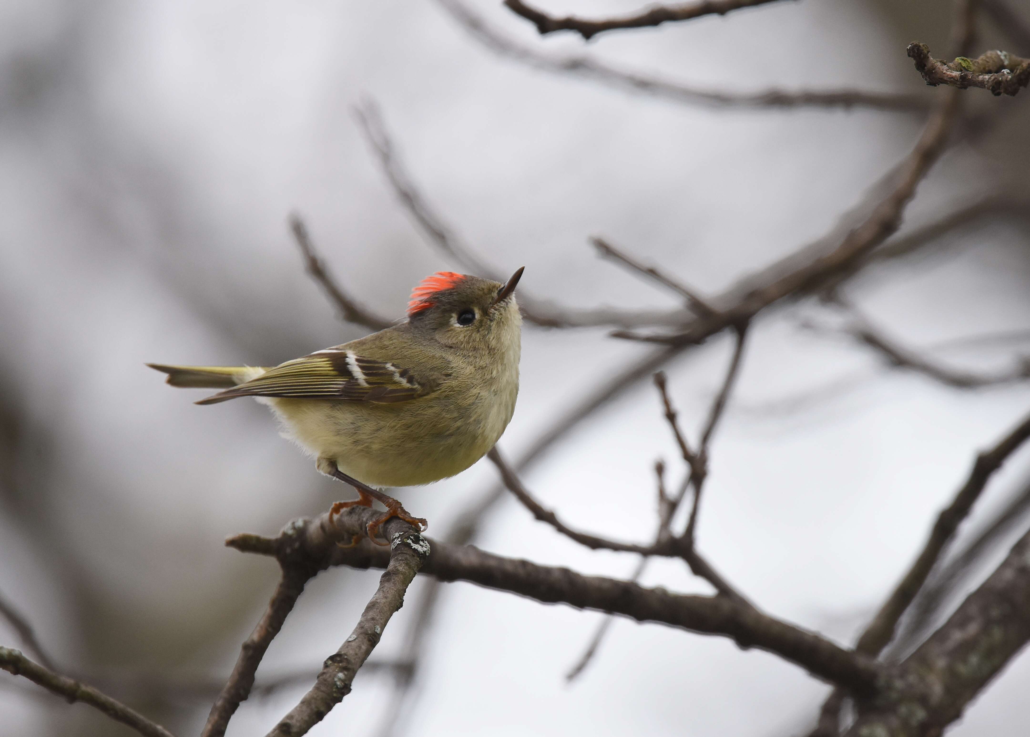 Image of goldcrests and kinglets