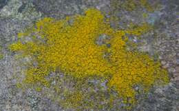 Image of eggyolk lichen