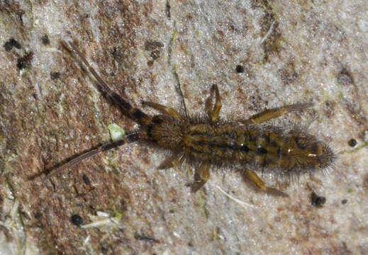 Image de Orchesella quinquefasciata (Bourlet 1842)