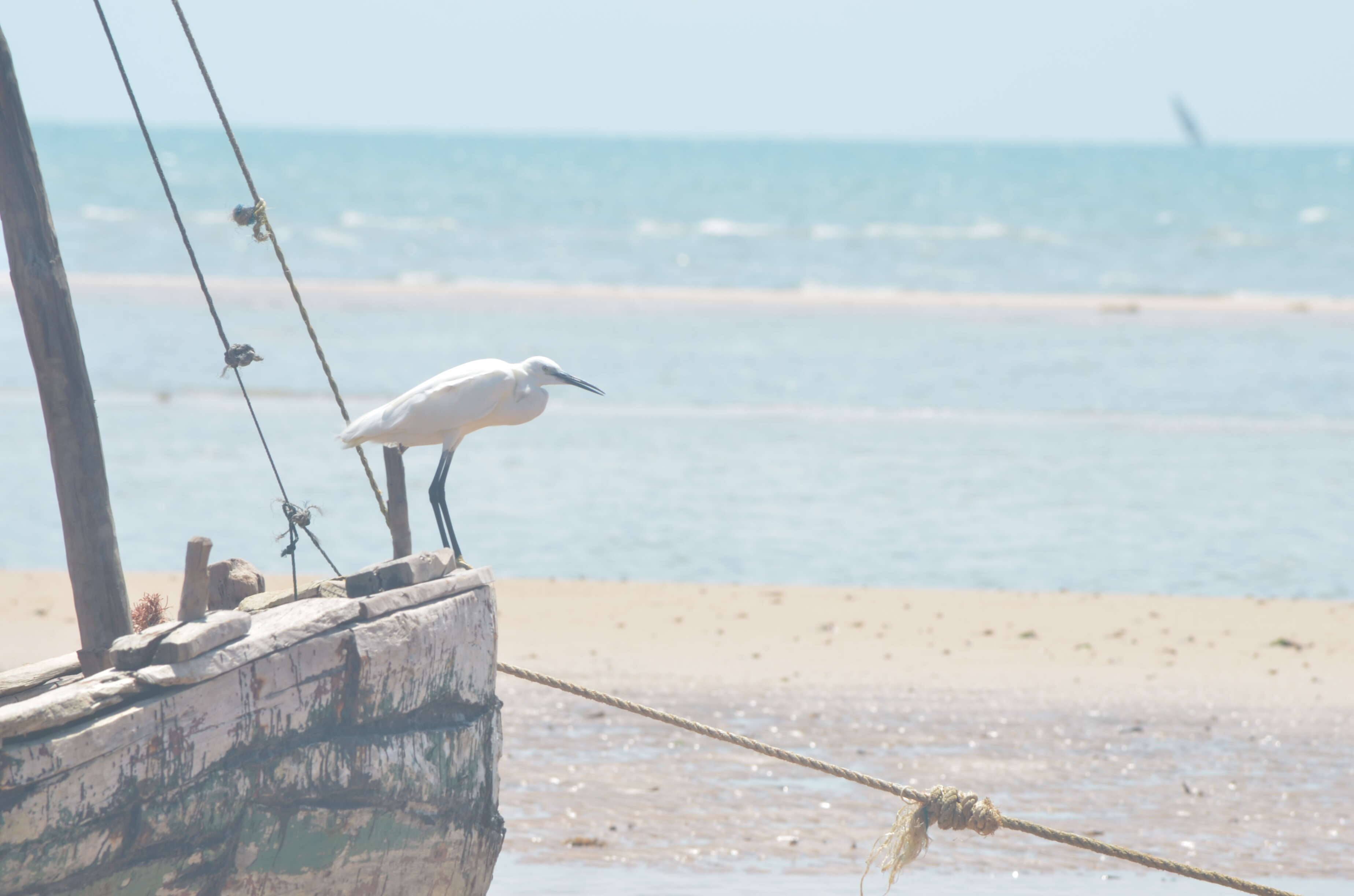 Image of Little Egret