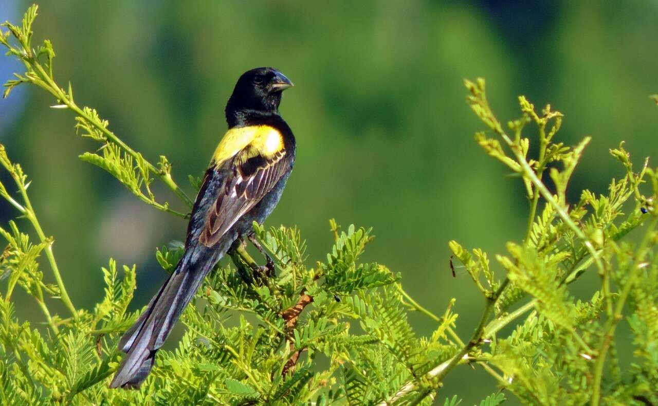 Image of Yellow-mantled Whydah