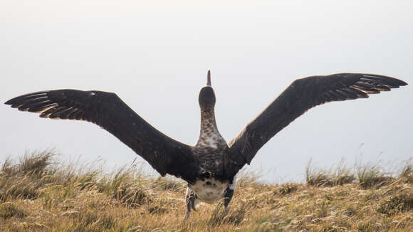 Image of Amsterdam Albatross