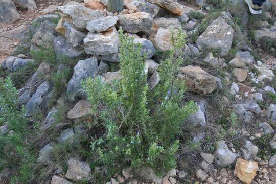 Imagem de Salvia rosmarinus Schleid.