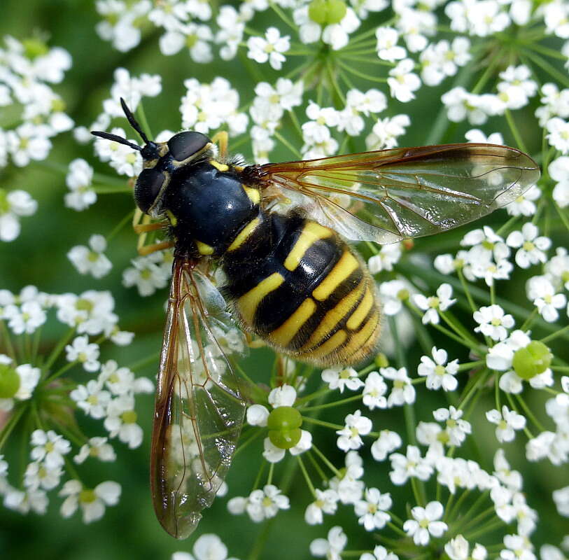 Image of Chrysotoxum fasciolatum (De Geer 1776)