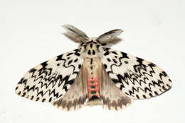 Image of Black Arches