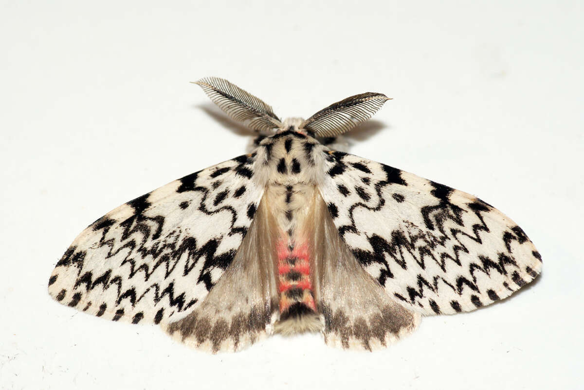 Image of Black Arches