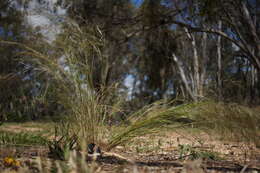 Image of Austrostipa nodosa (S. T. Blake) S. W. L. Jacobs & J. Everett