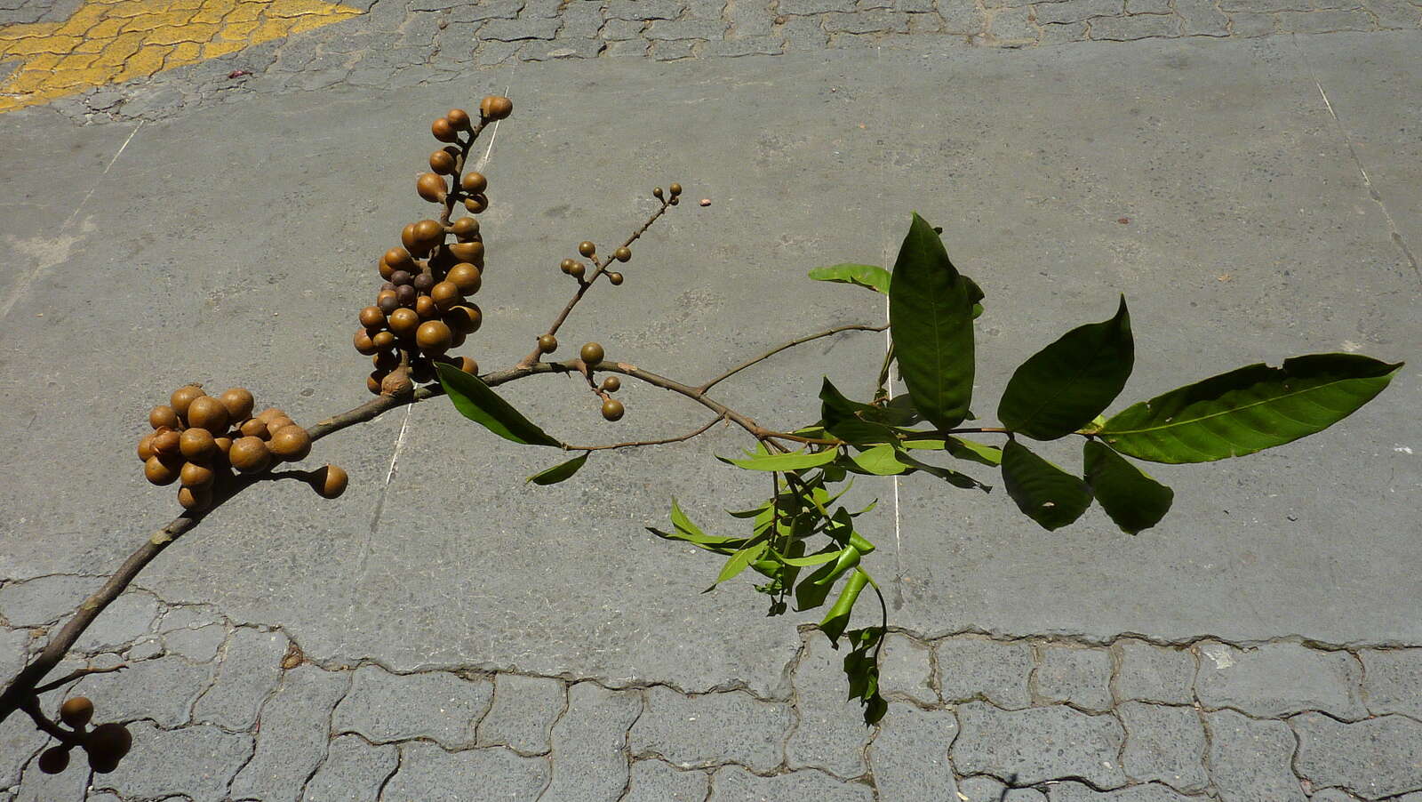 Image of American muskwood