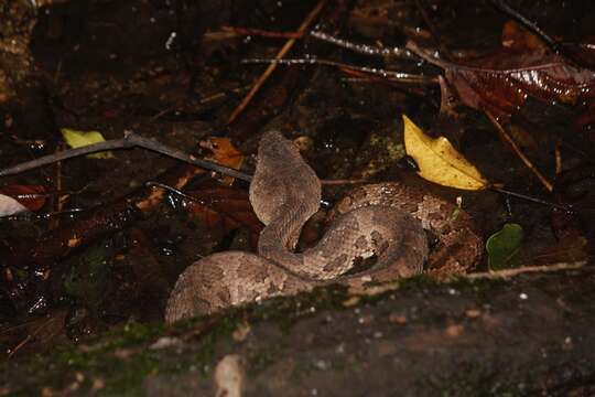 Image of Okinawa pitviper