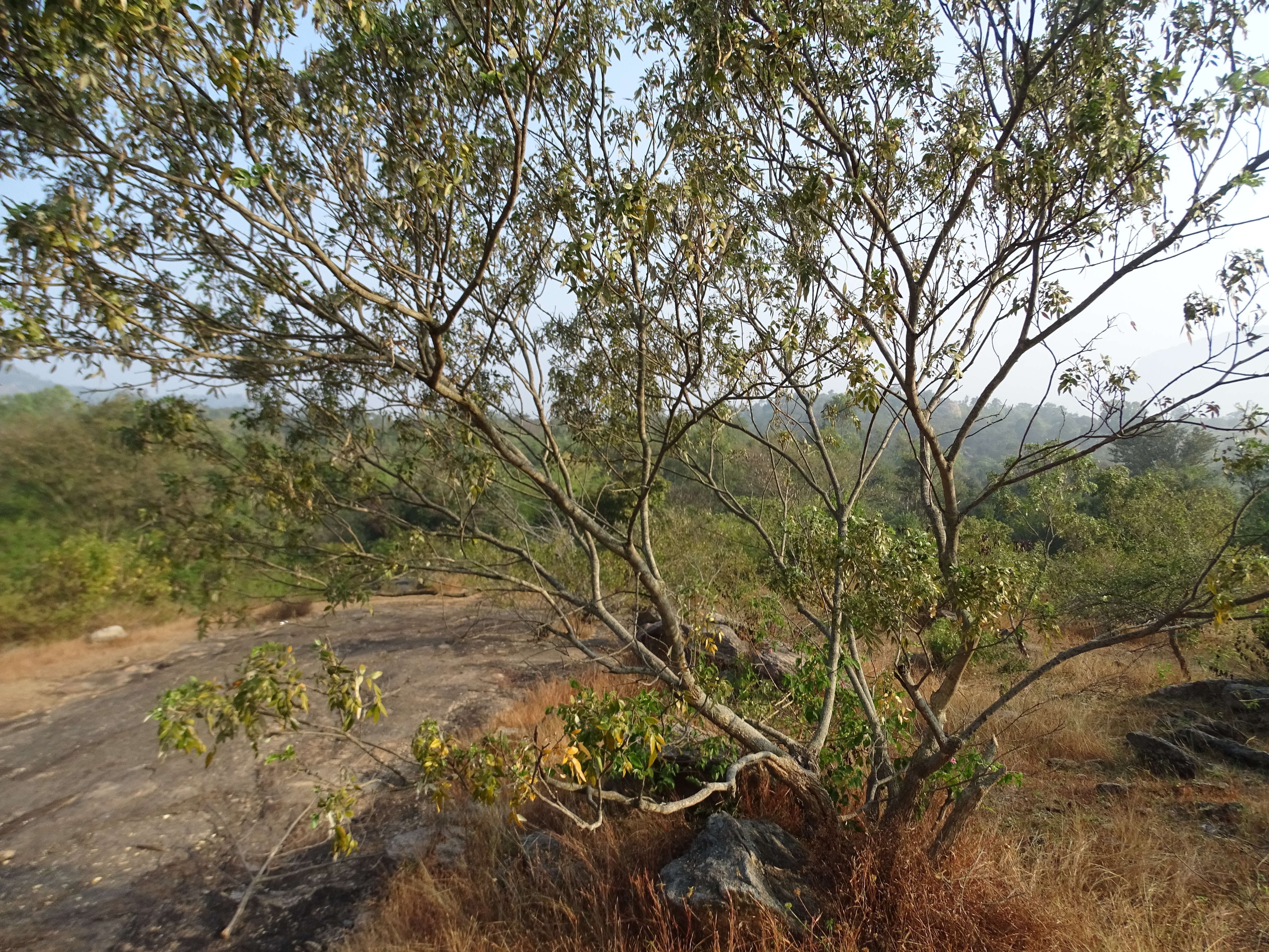 Image of Cork bush