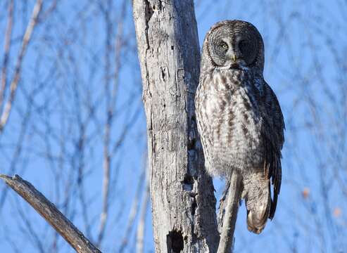 Image of Great Gray Owl