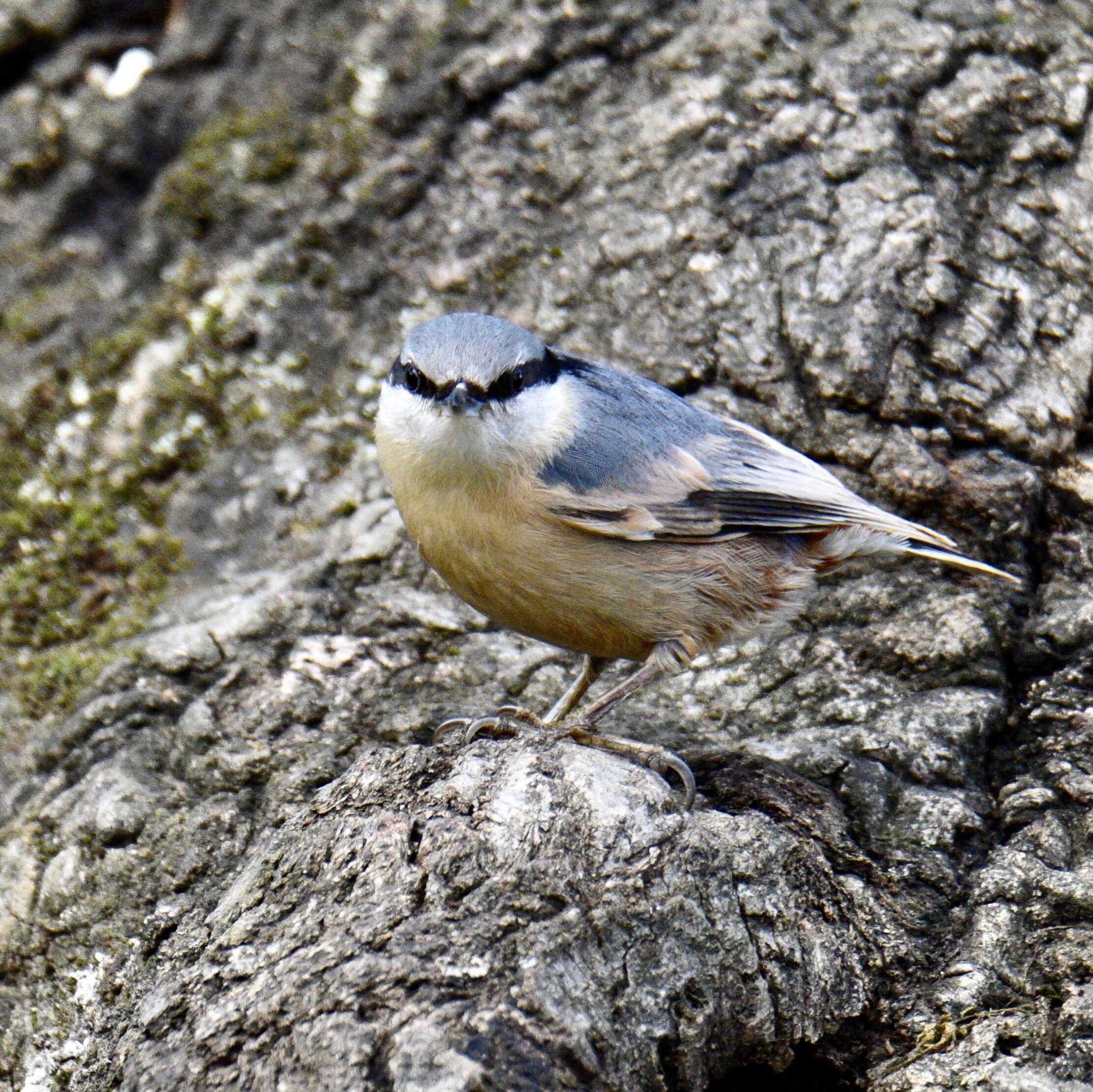 Image of Eurasian Nuthatch