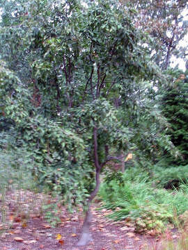 Image of Carpinus laxiflora (Siebold & Zucc.) Blume