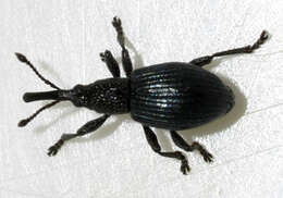 Image of Ceratapion onopordi