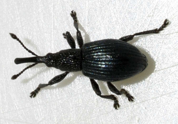 Image of Ceratapion onopordi