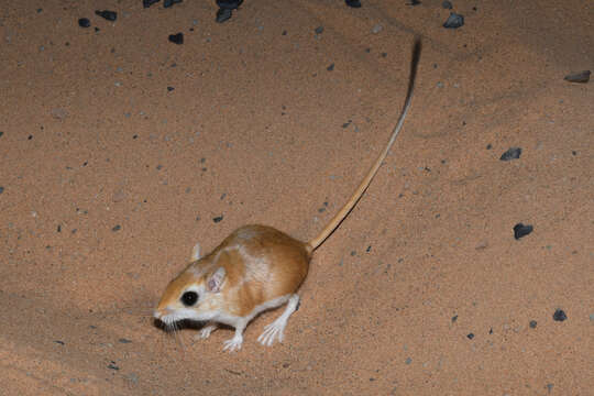 Image of Lesser Egyptian Gerbil