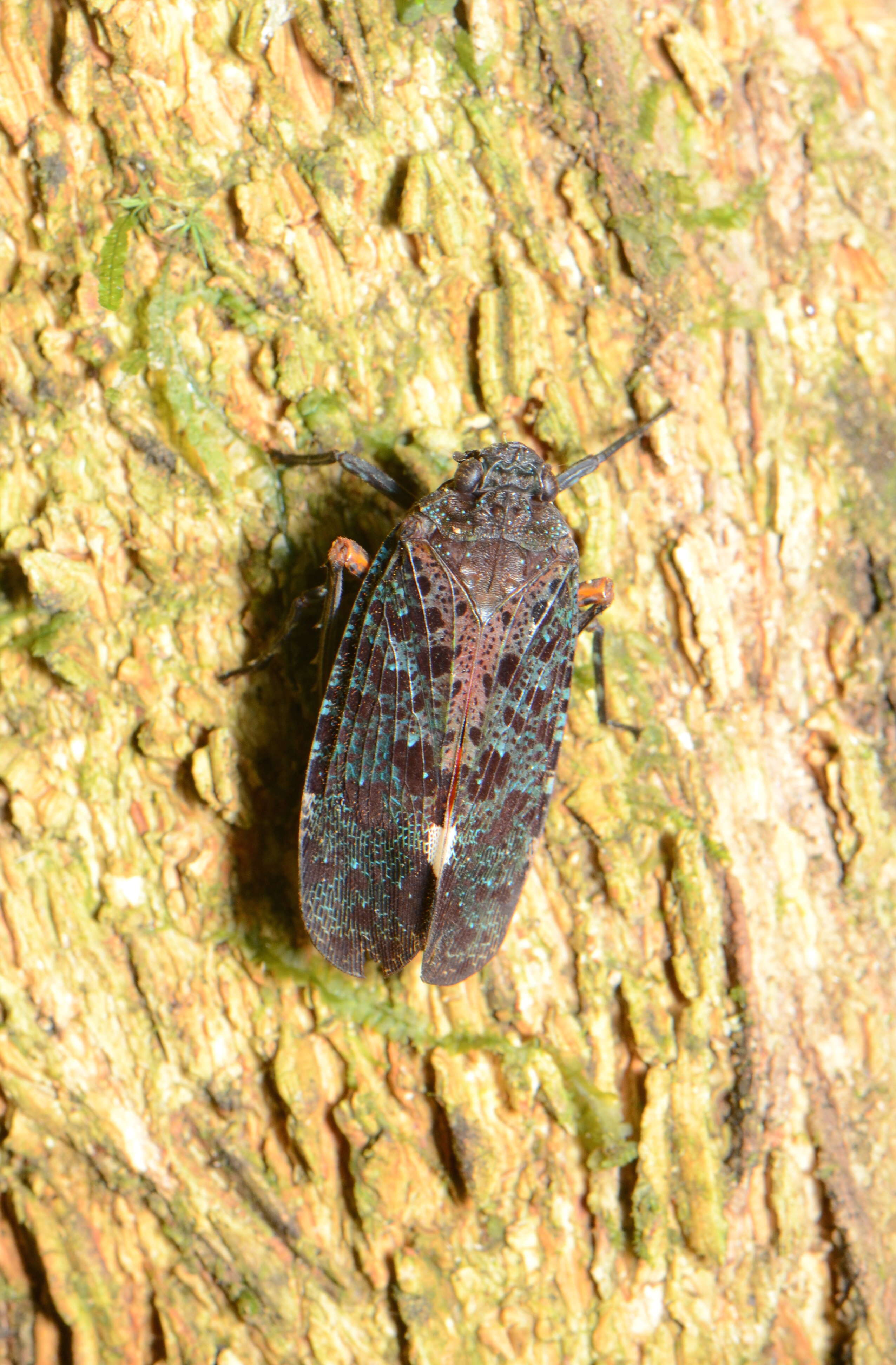 صورة Penthicodes (Ereosoma) variegata Guérin-Méneville 1829