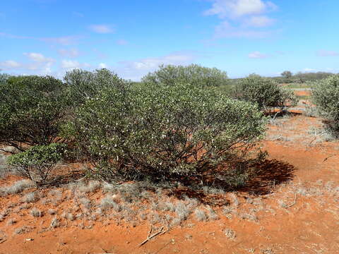 Image of Eremophila latrobei subsp. latrobei