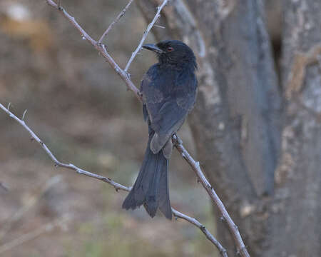 Image of Sharpe's Drongo