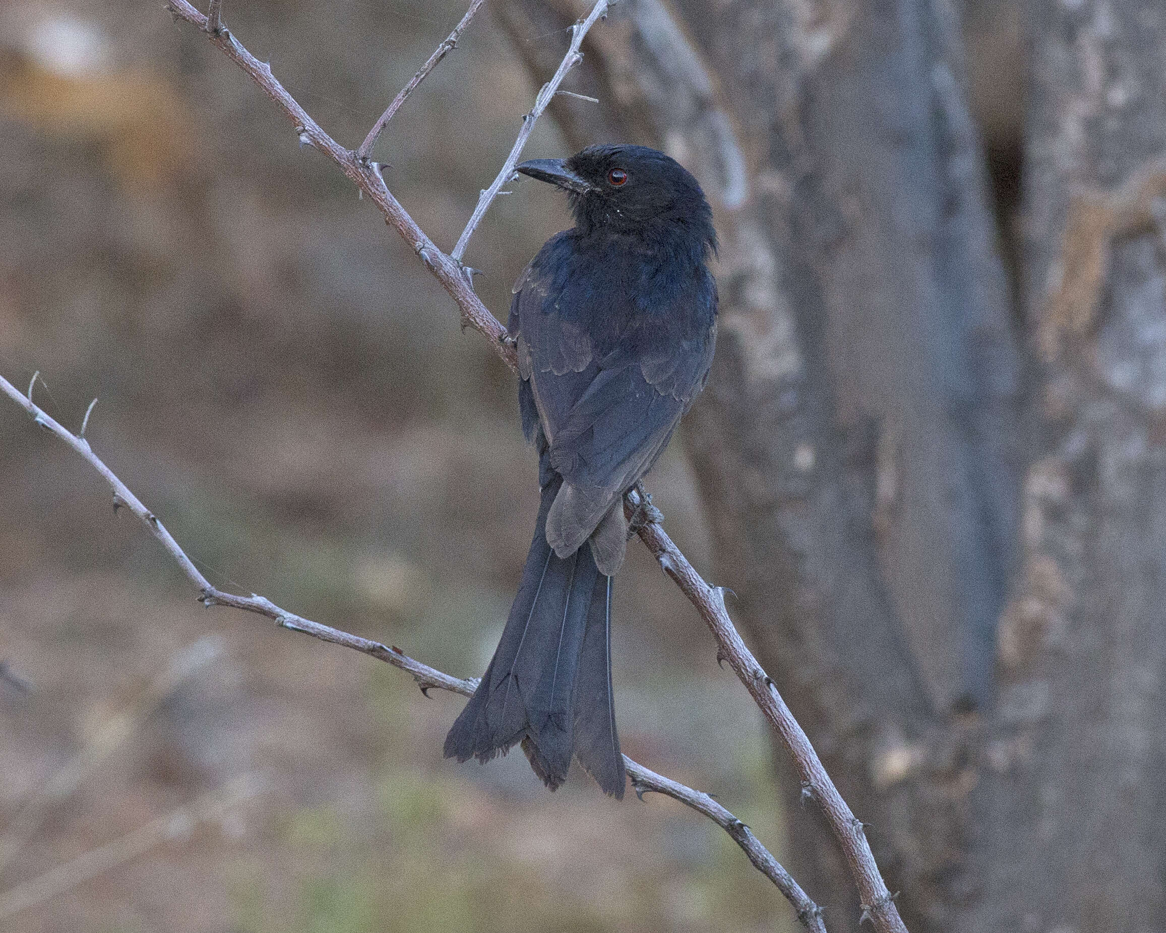 Image of Sharpe's Drongo