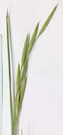 Image of nodding brome