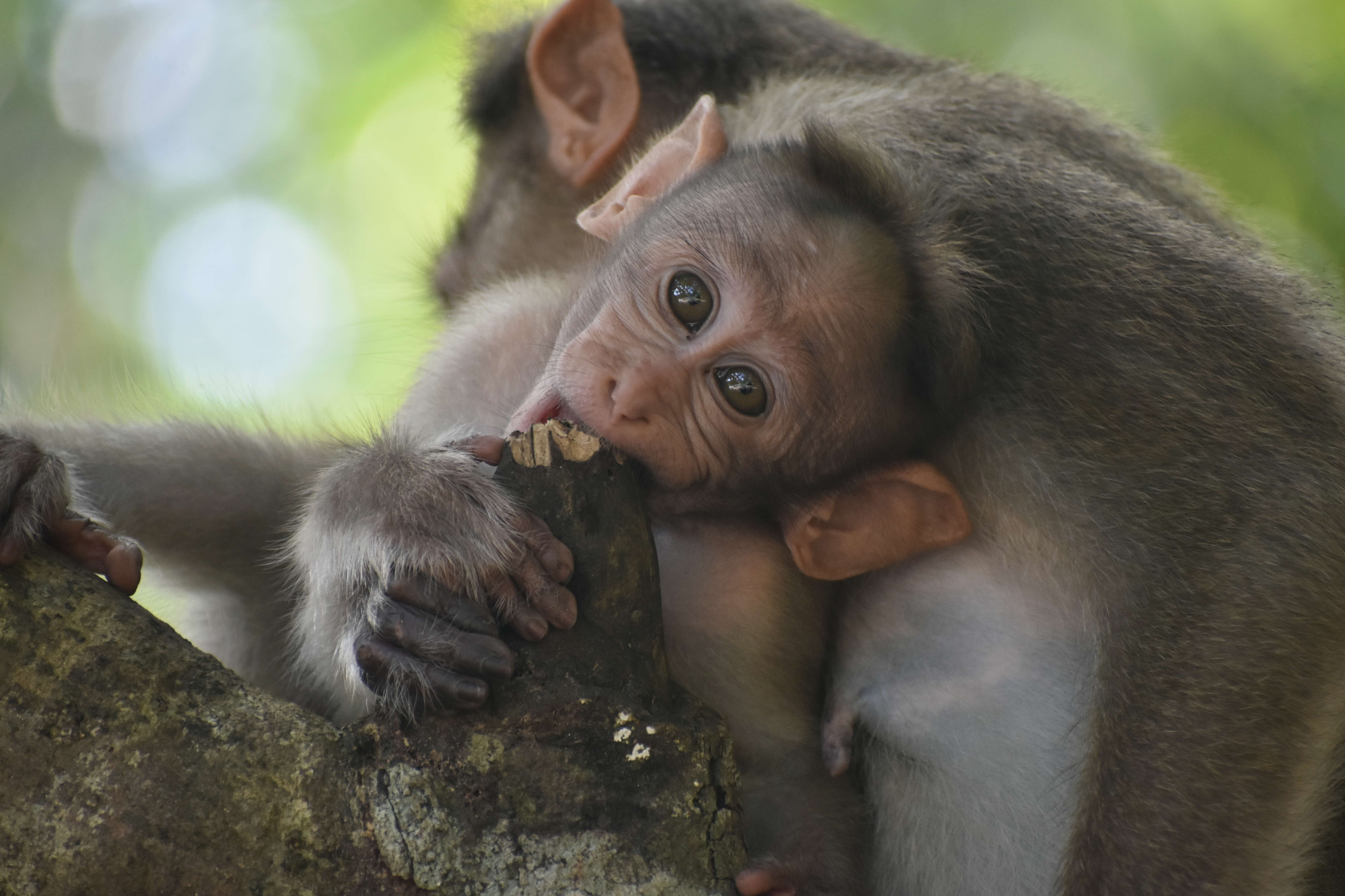 Image of Bonnet Macaque