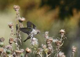 Image of Pine Siskin