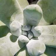 Imagem de Dudleya pachyphytum R. Moran & M. Benedict