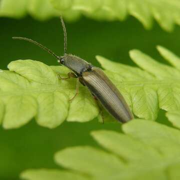 Image of Athous haemorrhoidalis