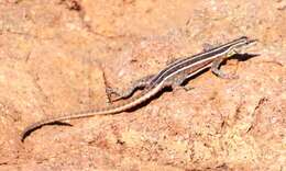Image of Lebombo flat lizard