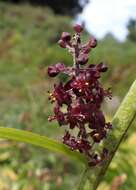 Image of black false hellebore