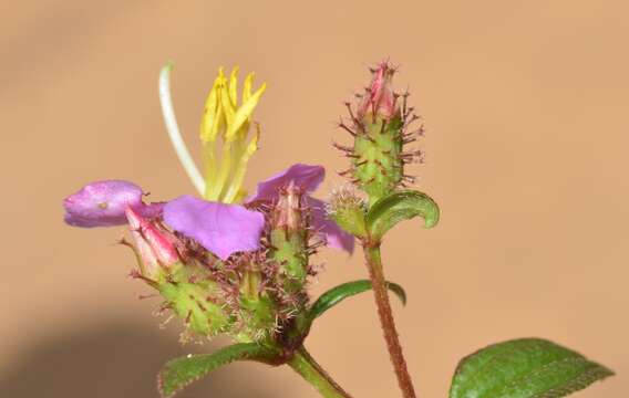 Image of Osbeckia octandra (L.) DC.