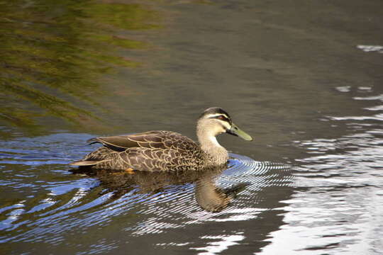 Image of Grey Duck