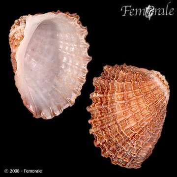 Image of Concholepas